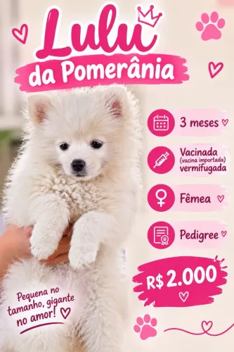 Lulu da Pomerânia