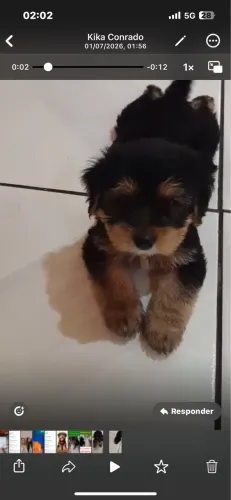 ? Filhote Macho - Pai Yorkshire e Mãe Shih Tzu