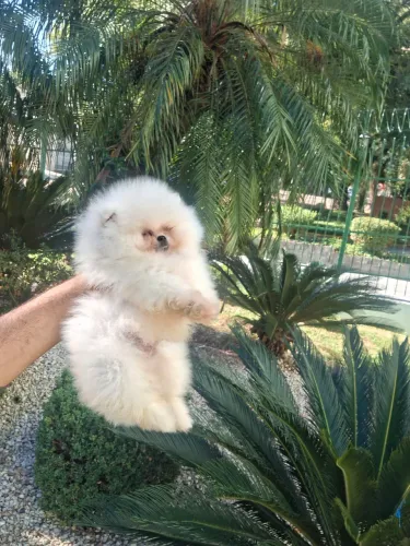 lulu  pomerania 