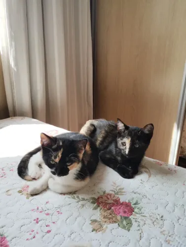 gatinhas para adoção responsável 