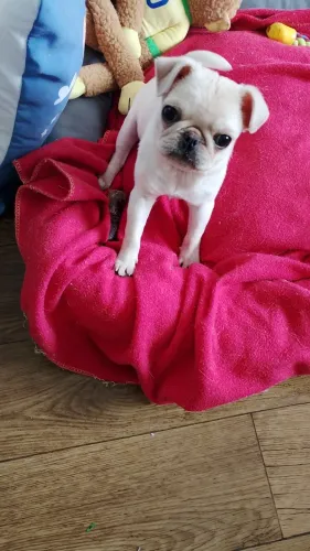 Pug