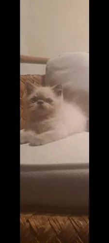 Gato Persa pelo curto ( Pelagem Himalaia)