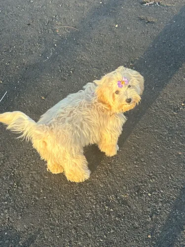 Filhote de shitzu com poodle