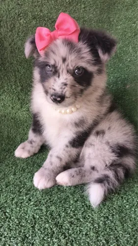 Border Collie - Raça Muito Esperta