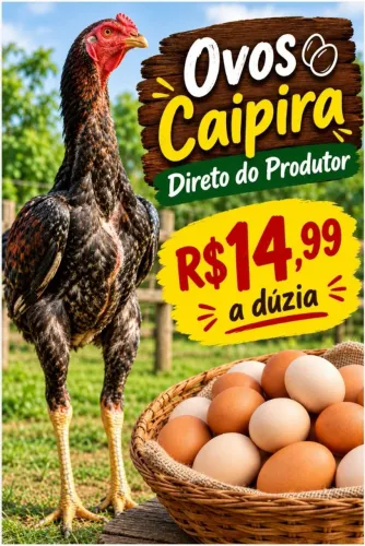 Ovos caipira frescos direto do produtor.