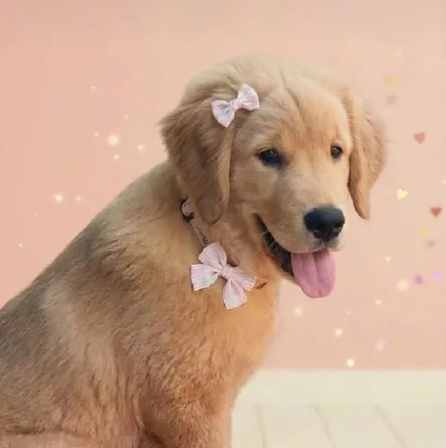 Golden Retriever fêmea
