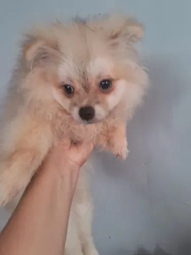 Lulu pomerânia FÊMEA 7 meses anão 