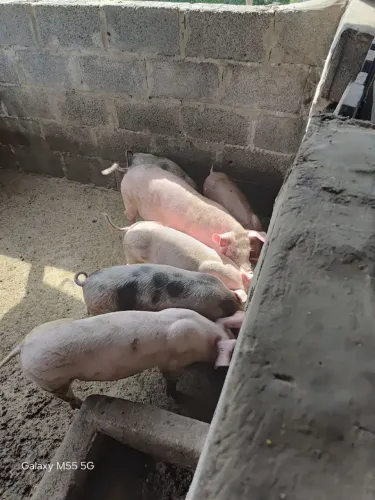 Vendo porcos e leitões itapetininga, SP.