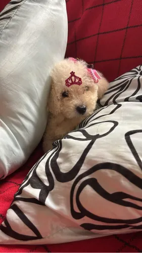 Poodle fêmea toy ENTREGA IMEDIATA 