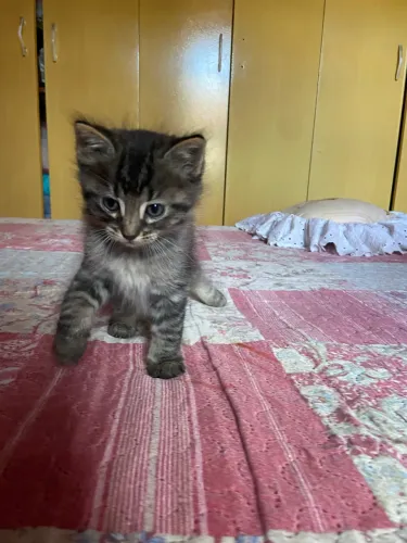 Gatos filhotes 