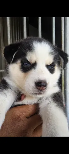 HUSK SIBERIANO