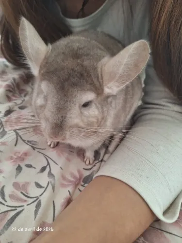Casal de Chinchilas