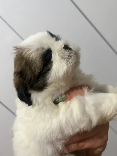 Cachorro