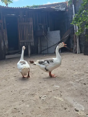 Ganso casal