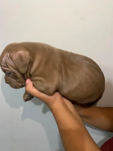 American Bully Micro Chocolate Fêmea