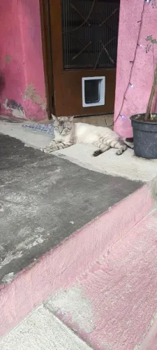 Adoção responsável - Gato Rajado