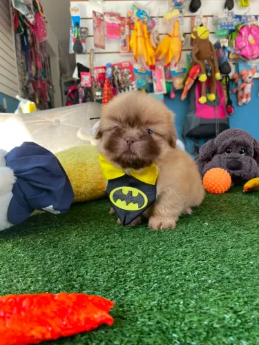 Shihtzu macho chocolate olhos verdes 