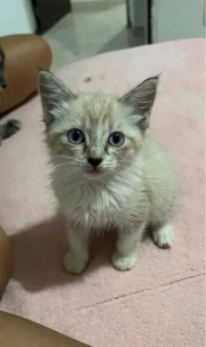 Linda gatinha para adoção