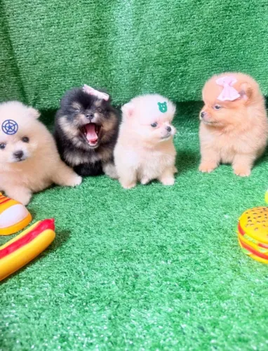 Filhote de Lulu da Pomerânia ( Spitz Alemão Anão )