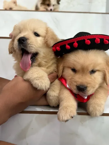 Filhotes de Golden Retriever linhagem top 