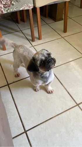 Doando cachorro shih tzu