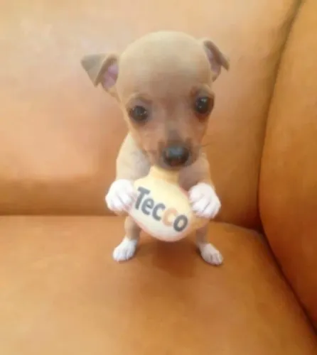 Pinscher Zero Mini Muito Fofo