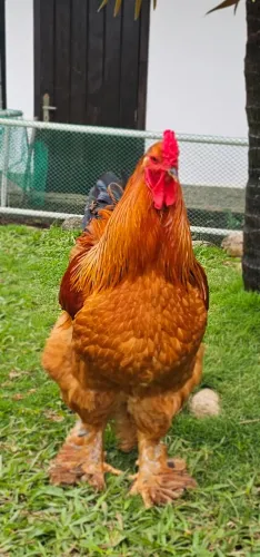 Galo