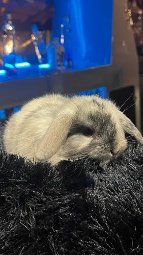 Filhote de Coelho - Mini Lop