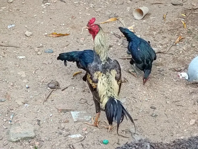 Vendo