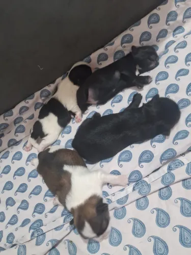 Filhotes shitzu micro fêmeas 