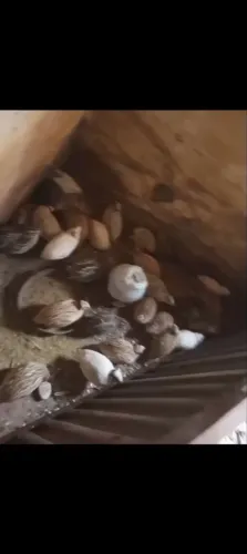 Vendo codorna gigante