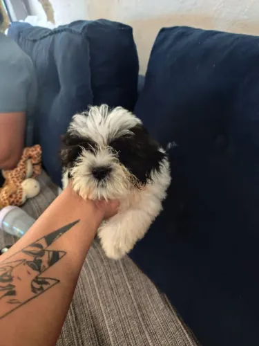 CACHORRO SHITZU COM POODLE A VENDA