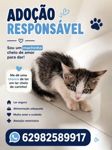 Gatinho macho pra adoção responsável