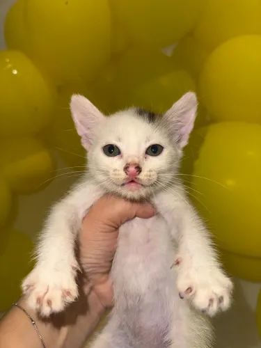 Gatinhos pra adoção 