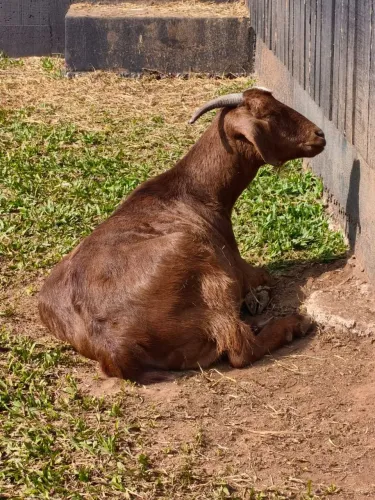 Vendo Cabras