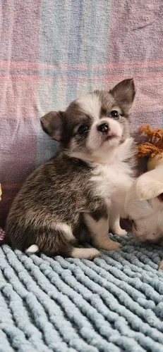 Chihuauha 