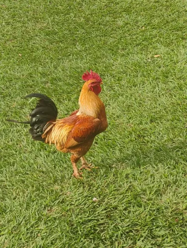 Galo