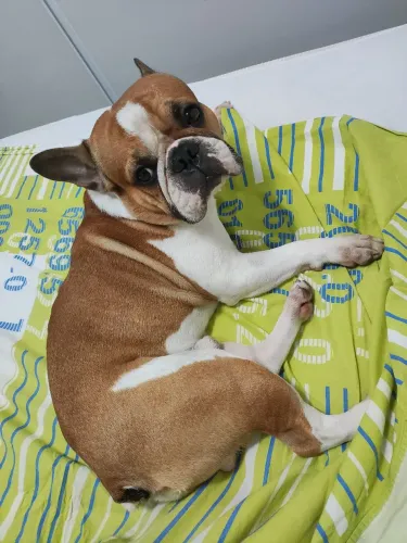 Buldogue Francês Disponível para acasalamento
