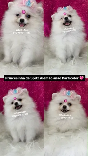 Lulu particolor fêmea anãzinha