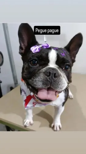 Buldog francês femea castrada 