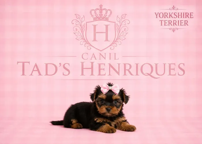 YORKSHIRE TERRIER - LINDOS FILHOTES