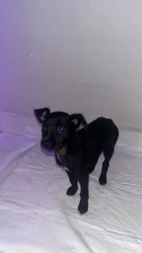 Doando cadela fêmea de 2 meses 