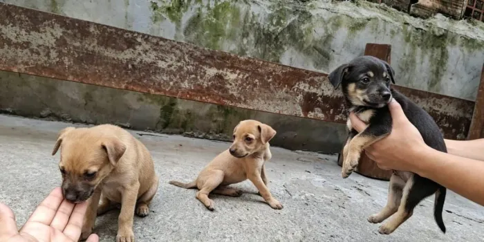 PINSCHER NÚMERO 1 COM SALSICHINHA 