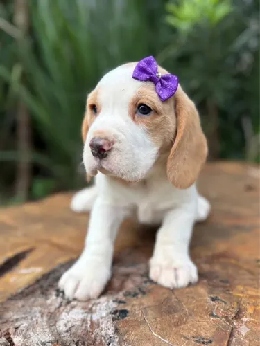 Beagle bicolor 