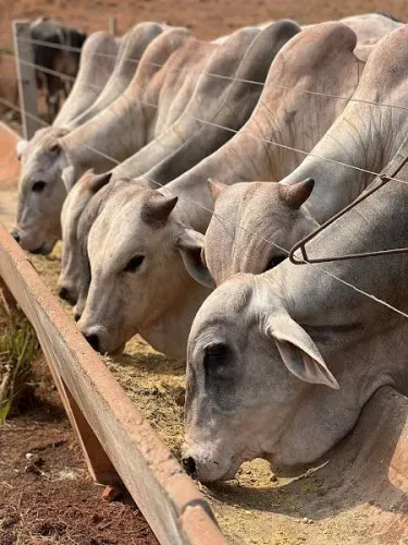 Fazenda para Venda em Pindorama do Tocantins