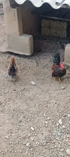 Garnizé (galos machos) 45,00 