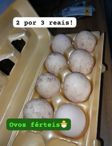 Ovos para chocar