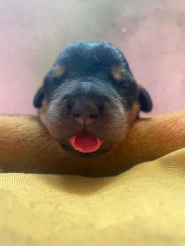 Rottweiler cabeça de touro 