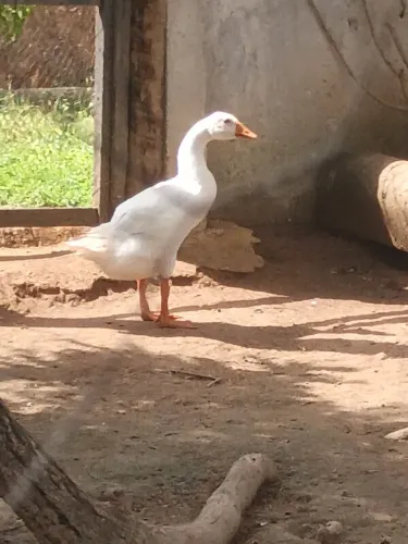 Ganso