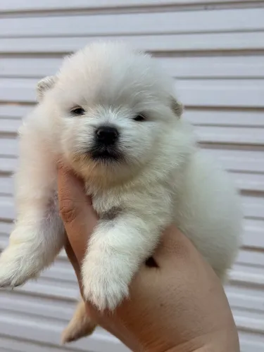 Lulu da pomerania puros